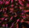 Fragile X Mental Retardation 1 antibody, ab17722, Abcam, Immunocytochemistry image 