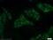 MAGE Family Member A6 antibody, 14602-1-AP, Proteintech Group, Immunofluorescence image 