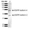 EGFR antibody, SPC-771D, StressMarq, Western Blot image 
