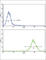 Malate Dehydrogenase 2 antibody, abx031783, Abbexa, Western Blot image 