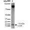 Microtubule Associated Protein 1 Light Chain 3 Alpha antibody, LS-C773264, Lifespan Biosciences, Western Blot image 