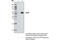 Phosphatase And Tensin Homolog antibody, 4326S, Cell Signaling Technology, Immunoprecipitation image 