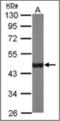 Citrate Synthase antibody, orb314772, Biorbyt, Western Blot image 