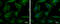 Tubulin Beta 8 Class VIII antibody, GTX109641, GeneTex, Immunocytochemistry image 