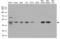 C-Terminal Src Kinase antibody, LS-C796599, Lifespan Biosciences, Western Blot image 