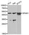 Sperm Adhesion Molecule 1 antibody, LS-C331909, Lifespan Biosciences, Western Blot image 