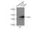 Eukaryotic Translation Initiation Factor 3 Subunit I antibody, 11287-1-AP, Proteintech Group, Immunoprecipitation image 
