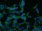 CCR4-NOT Transcription Complex Subunit 2 antibody, 10313-1-AP, Proteintech Group, Immunofluorescence image 