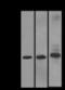 Serine/Threonine Kinase 17b antibody, GTX62735, GeneTex, Western Blot image 