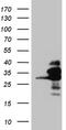 RAN Binding Protein 1 antibody, MA5-27490, Invitrogen Antibodies, Western Blot image 