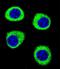 Integrator Complex Subunit 11 antibody, LS-C167004, Lifespan Biosciences, Immunofluorescence image 