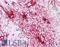 GFAP antibody, LS-B2192, Lifespan Biosciences, Immunohistochemistry frozen image 