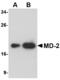 Lymphocyte Antigen 96 antibody, MBS150022, MyBioSource, Western Blot image 