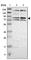 Zinc Finger Protein 90 antibody, HPA003227, Atlas Antibodies, Western Blot image 