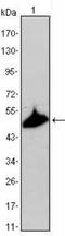 Keratin 15 antibody, NBP1-51587, Novus Biologicals, Western Blot image 