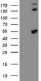 Spermine Synthase antibody, TA503099, Origene, Western Blot image 
