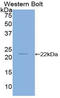 Cofilin 2 antibody, LS-C293407, Lifespan Biosciences, Western Blot image 