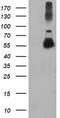 Tubulin Alpha Like 3 antibody, TA503931S, Origene, Western Blot image 