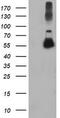 Tubulin Alpha Like 3 antibody, TA503931S, Origene, Western Blot image 