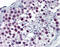 Aryl Hydrocarbon Receptor Nuclear Translocator antibody, 51-884, ProSci, Immunohistochemistry frozen image 