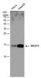 Microsomal Glutathione S-Transferase 1 antibody, PA5-78060, Invitrogen Antibodies, Western Blot image 