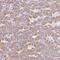 Regulator Of G Protein Signaling 16 antibody, NBP2-49076, Novus Biologicals, Immunohistochemistry paraffin image 