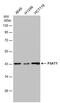 PSA antibody, MA5-27832, Invitrogen Antibodies, Western Blot image 