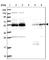 NIMA Related Kinase 3 antibody, HPA043230, Atlas Antibodies, Western Blot image 