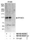 E3 ubiquitin-protein ligase RFWD3 antibody, NB100-68207, Novus Biologicals, Western Blot image 