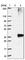 G Protein-Coupled Receptor 78 antibody, HPA013209, Atlas Antibodies, Western Blot image 