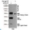 Eukaryotic Translation Initiation Factor 2A antibody, LS-C814101, Lifespan Biosciences, Immunoprecipitation image 