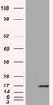 Tetratricopeptide Repeat Domain 32 antibody, GTX83486, GeneTex, Western Blot image 