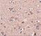 Secretory Carrier Membrane Protein 4 antibody, NBP2-81787, Novus Biologicals, Immunohistochemistry paraffin image 