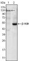 Janus Kinase 3 antibody, NBP2-37737, Novus Biologicals, Western Blot image 