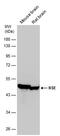 Enolase 2 antibody, PA5-78384, Invitrogen Antibodies, Western Blot image 