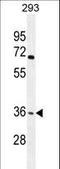 Olfactory Receptor Family 4 Subfamily F Member 15 antibody, LS-C163191, Lifespan Biosciences, Western Blot image 