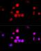 Cyclin A2 antibody, LS-C750008, Lifespan Biosciences, Immunofluorescence image 