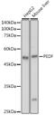 Serpin Family F Member 1 antibody, GTX33401, GeneTex, Western Blot image 