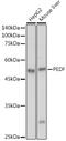 EPC1 antibody, GTX33401, GeneTex, Western Blot image 