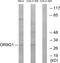 Olfactory Receptor Family 9 Subfamily G Member 1 antibody, PA5-39685, Invitrogen Antibodies, Western Blot image 