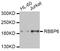 RB Binding Protein 6, Ubiquitin Ligase antibody, PA5-77083, Invitrogen Antibodies, Western Blot image 