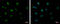 Cold Inducible RNA Binding Protein antibody, GTX120184, GeneTex, Immunofluorescence image 