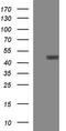 Thioredoxin domain-containing protein 5 antibody, CF507258, Origene, Western Blot image 