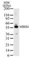 Methyl-CpG Binding Domain 4, DNA Glycosylase antibody, PA1-41106, Invitrogen Antibodies, Western Blot image 