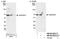 Sosondowah Ankyrin Repeat Domain Family Member C antibody, NB100-68222, Novus Biologicals, Western Blot image 