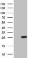 TNF Receptor Superfamily Member 18 antibody, LS-C339954, Lifespan Biosciences, Western Blot image 