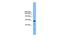 Uromodulin Like 1 antibody, TA336183, Origene, Western Blot image 