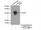 Translational Activator Of Cytochrome C Oxidase I antibody, 21147-1-AP, Proteintech Group, Immunoprecipitation image 