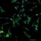 Sequestosome 1 antibody, H00008878-M01, Novus Biologicals, Immunofluorescence image 