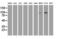 DGK-alpha antibody, LS-C337576, Lifespan Biosciences, Western Blot image 